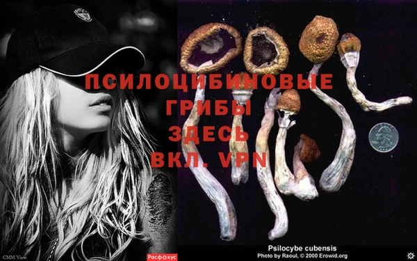 сатива Аркадак